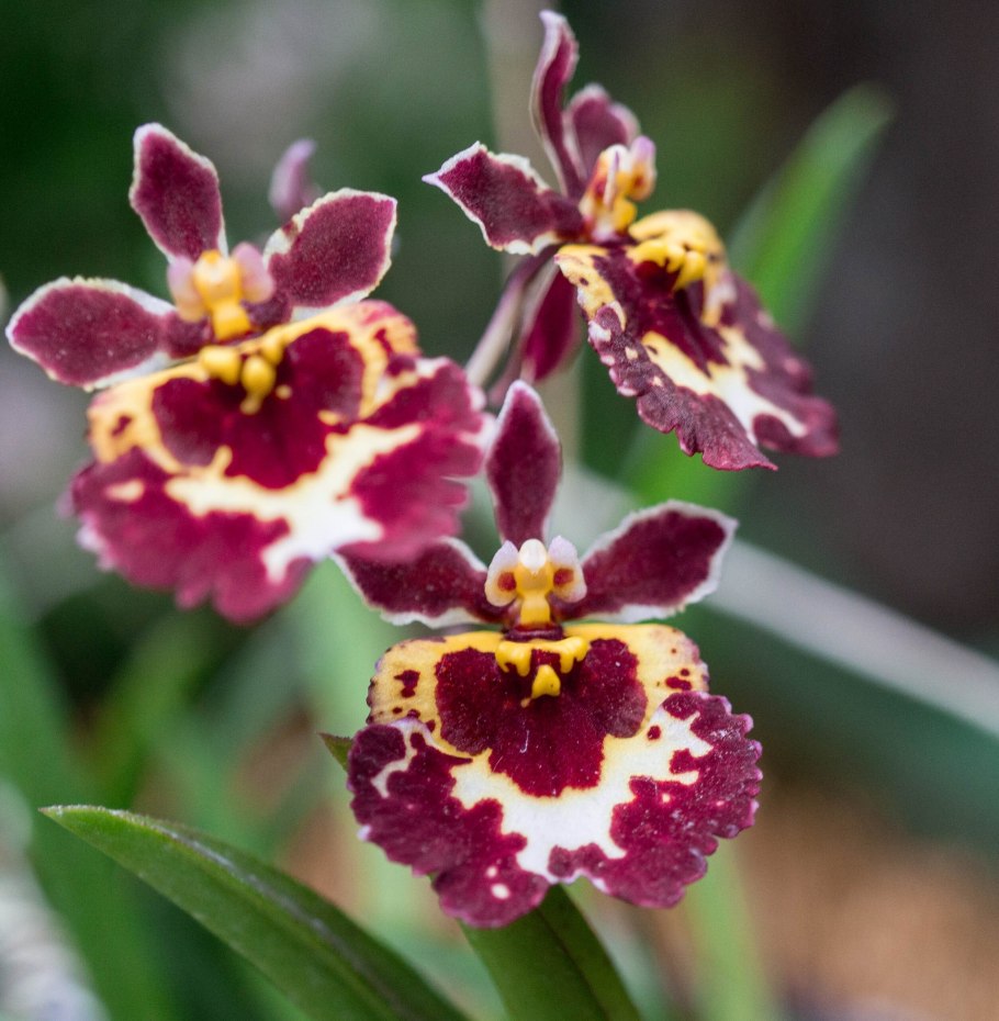 Толумния (Tolumnia)