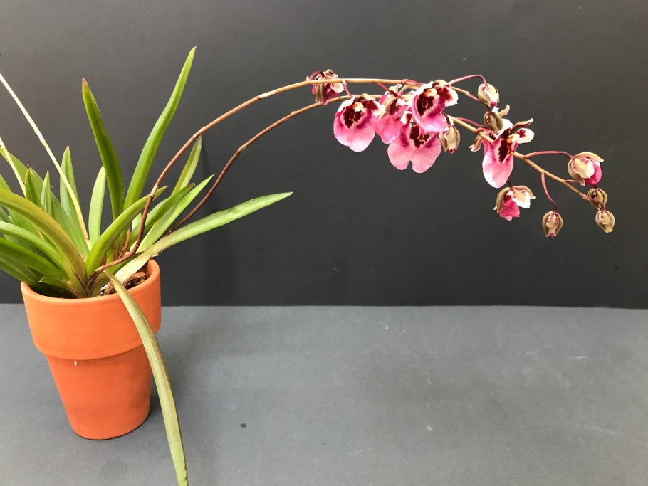 Tolumnia Jairak Flyer Magic