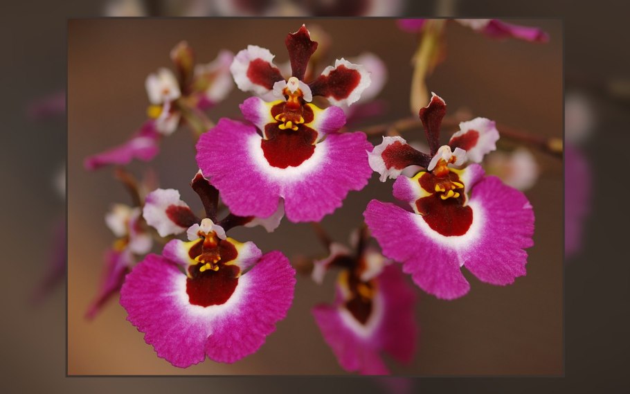 Толумния Орхидея