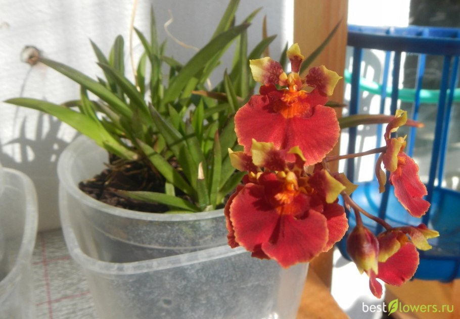 Tolumnia Jairak Rainbow