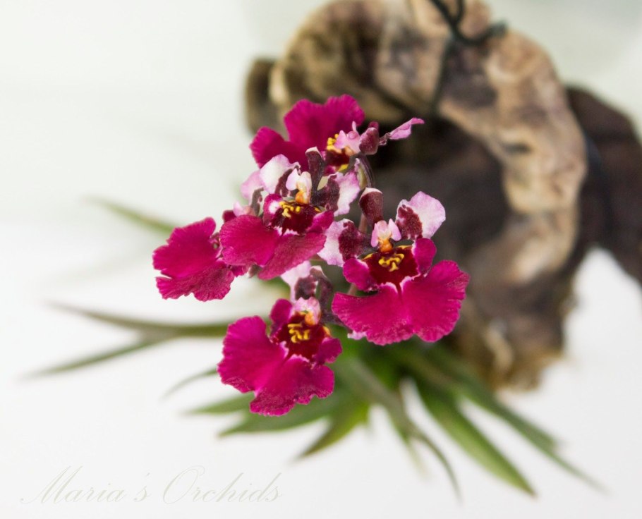 Толумния Орхидея