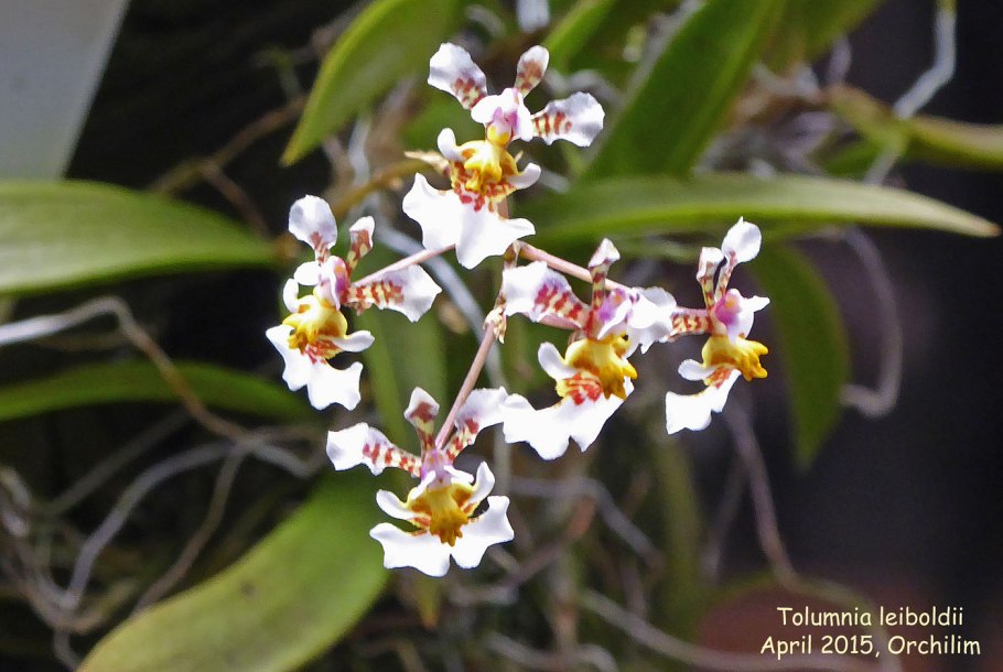 Tolumnia guttata "Hamilton"