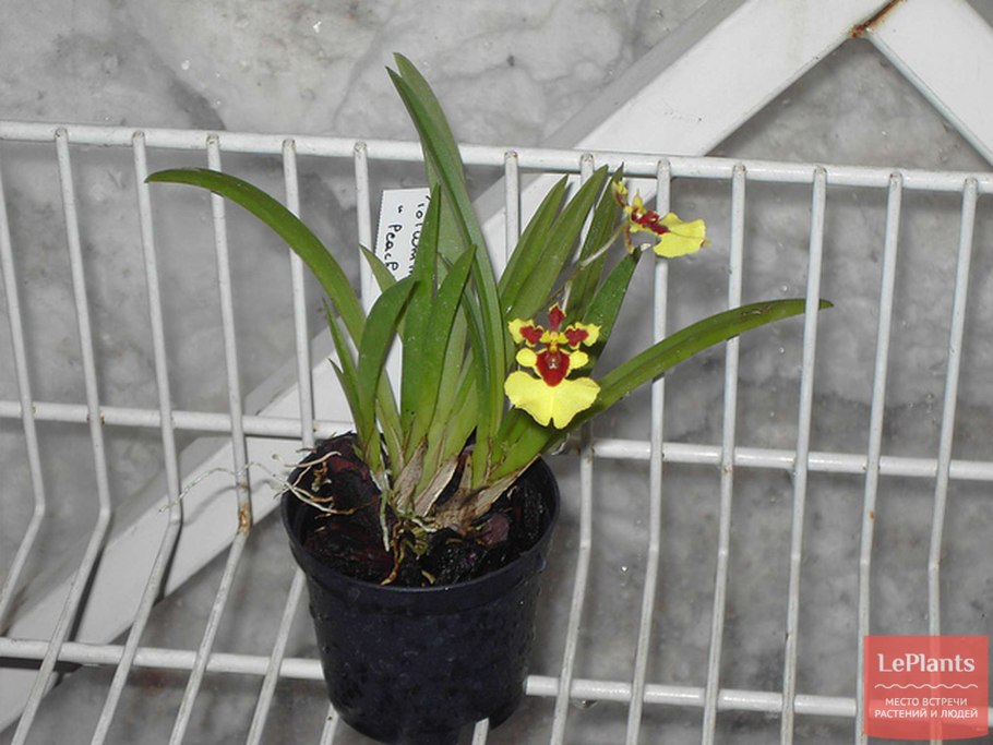 Толумния орхидея