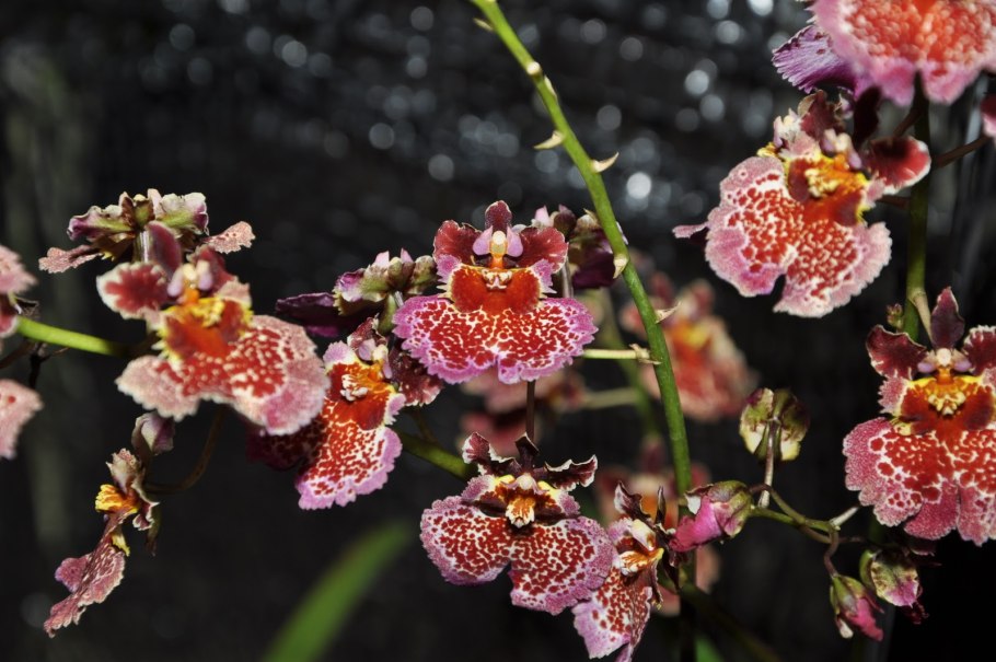 Tolumnia Jairak Rainbow