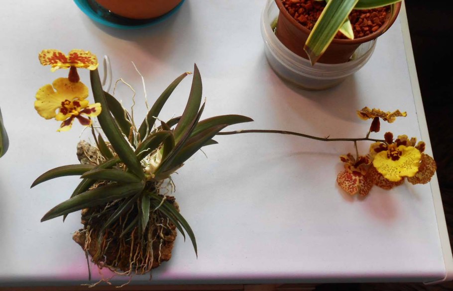 Толумния микс