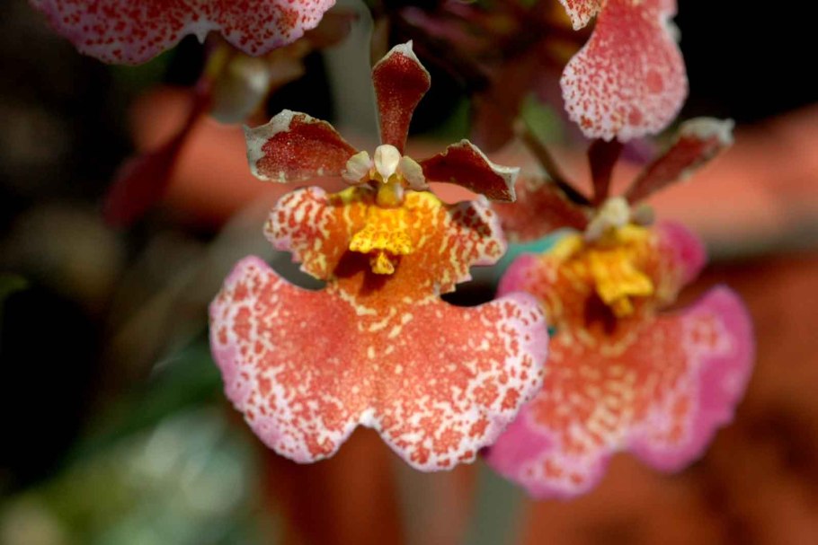 Толумния (Tolumnia)