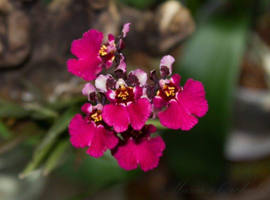 Толумния (Tolumnia)