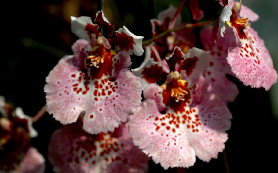 Tolumnia guttata "Hamilton"