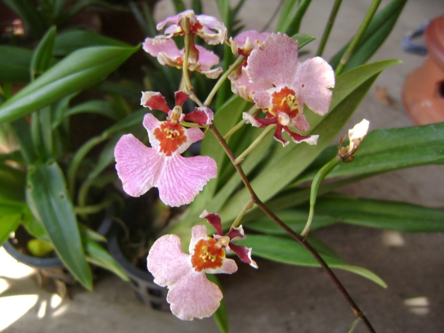 Толумния гвианская