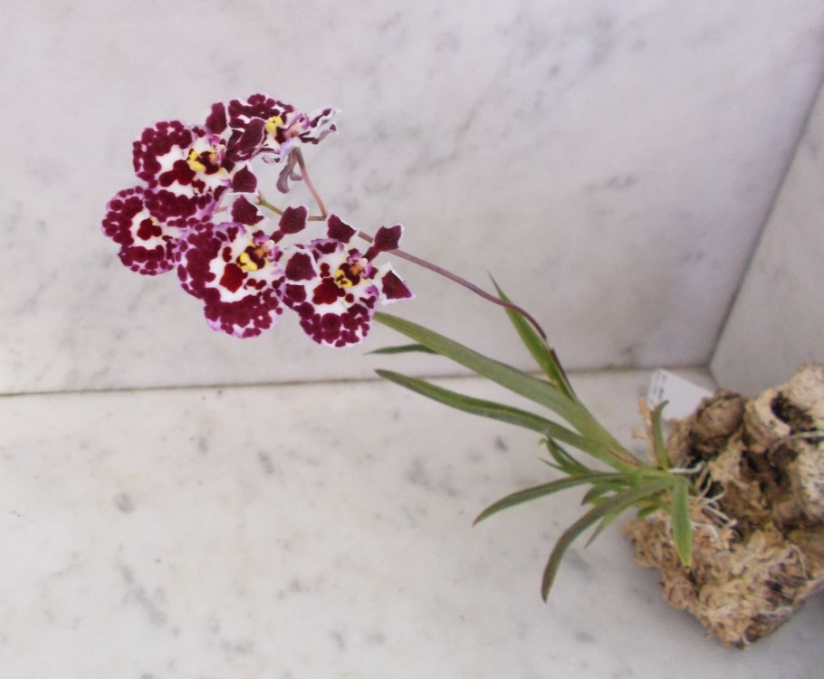 Tolumnia Bloody Bird