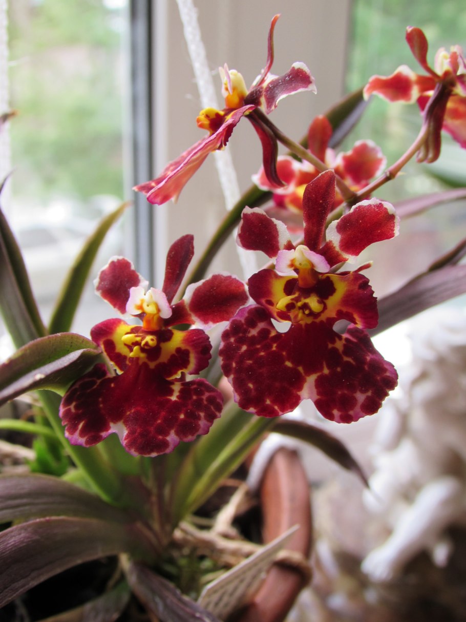 Фиолетовый онцидиум