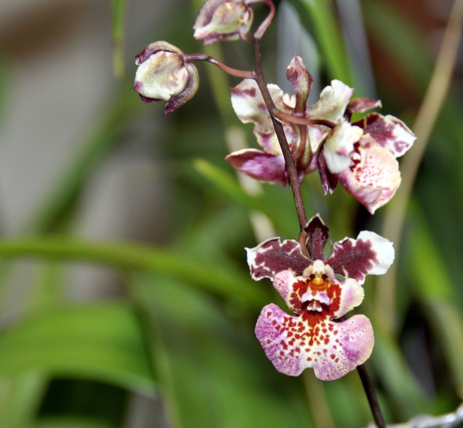 Хэппи Орхидс