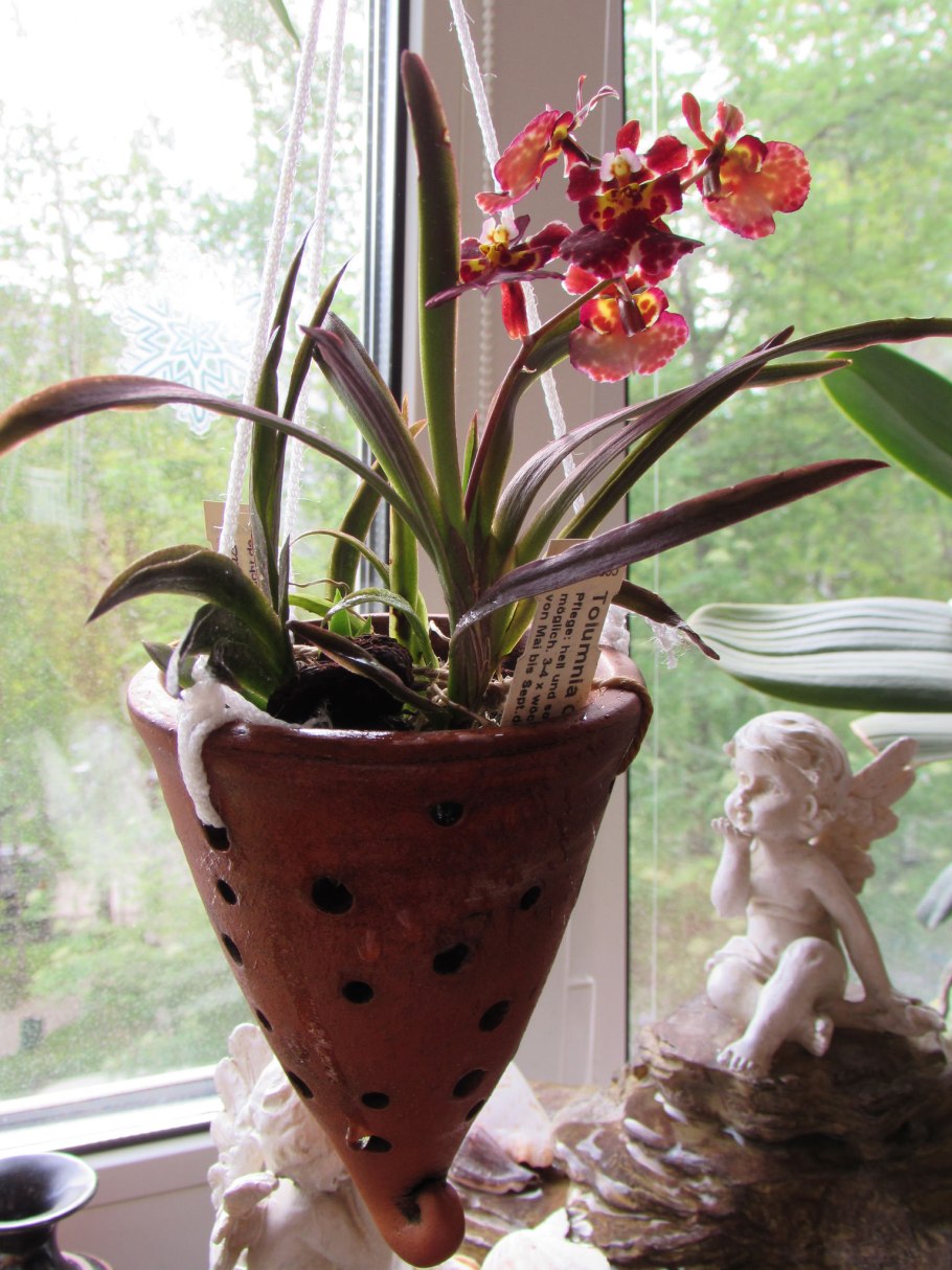 Толумния hot Pink