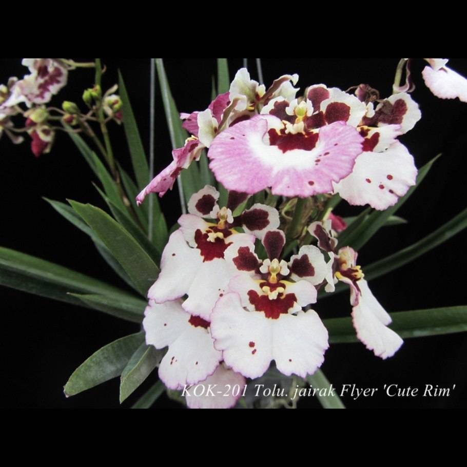 Tolumnia Jairak Rainbow