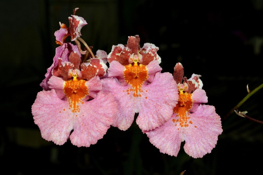 Толумнея орхидея