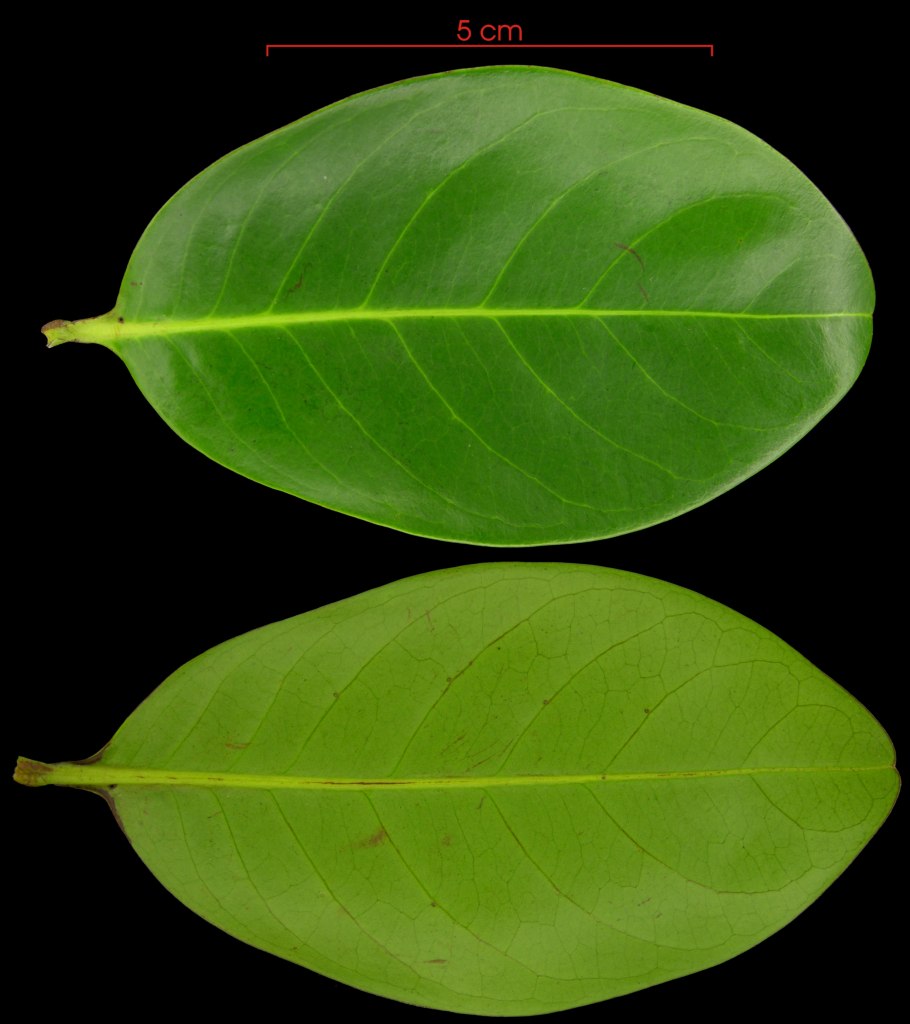 Утюг Rowenta dw5210f1