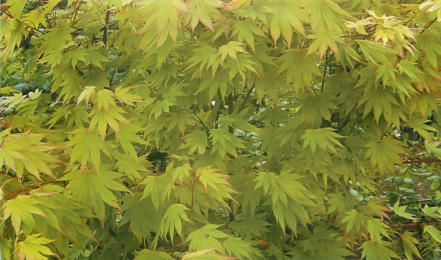 Acer palmatum orange dream