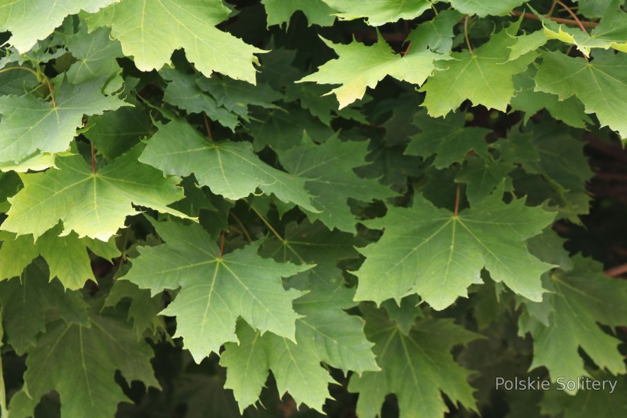 Клен падуболистный