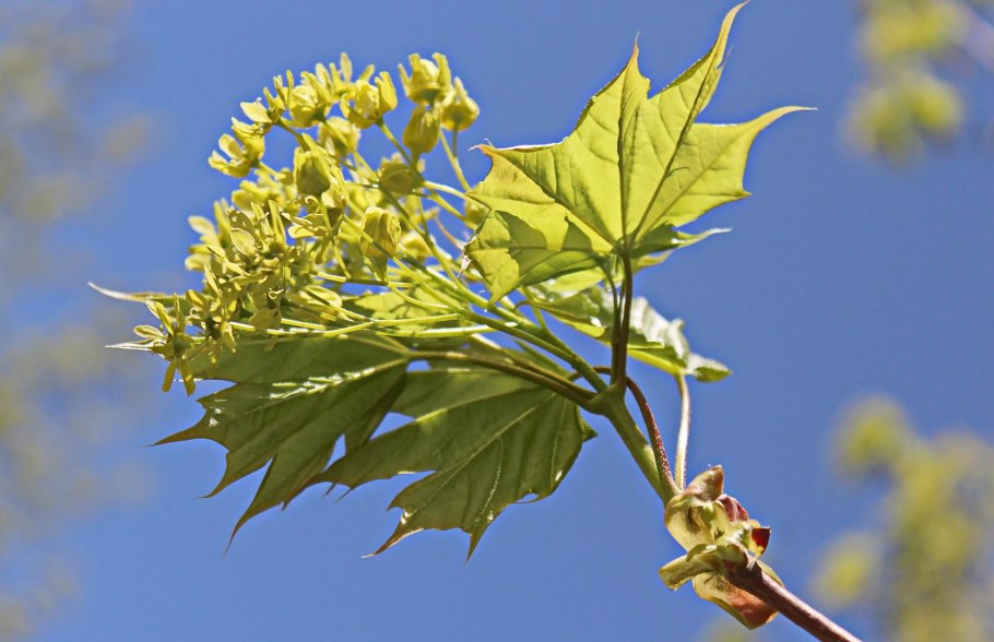 Остролистный клен