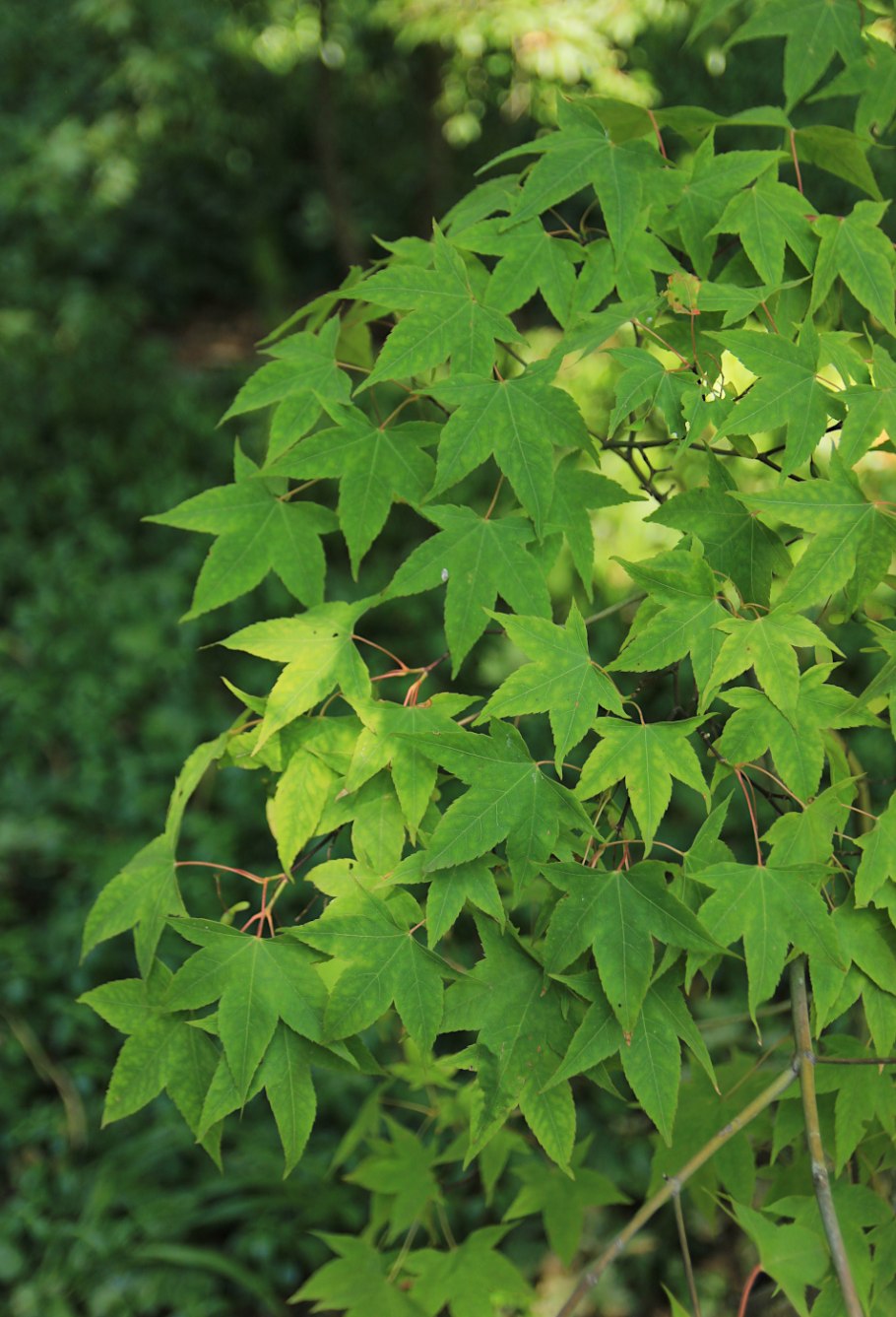 Клен Оливера зимостойкость