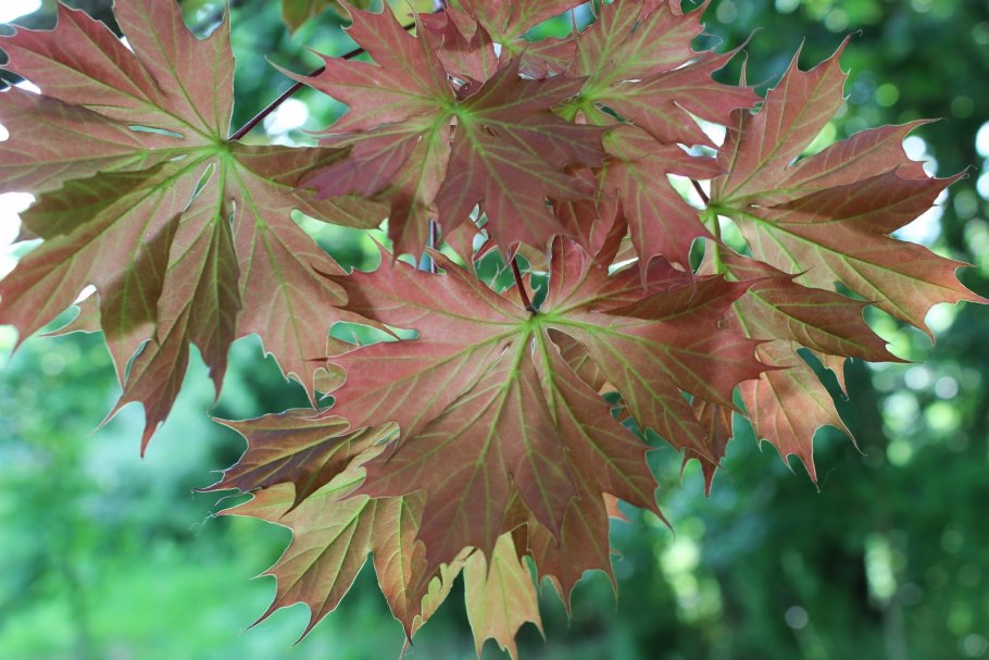 Клен остролистный acer platanoides