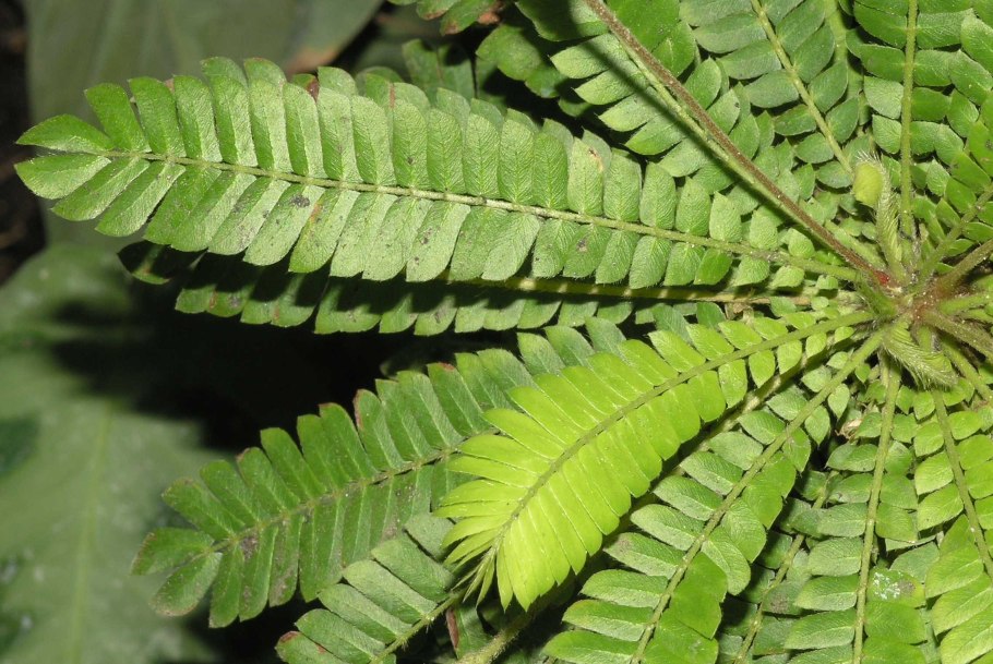 Биофитум чувствительный