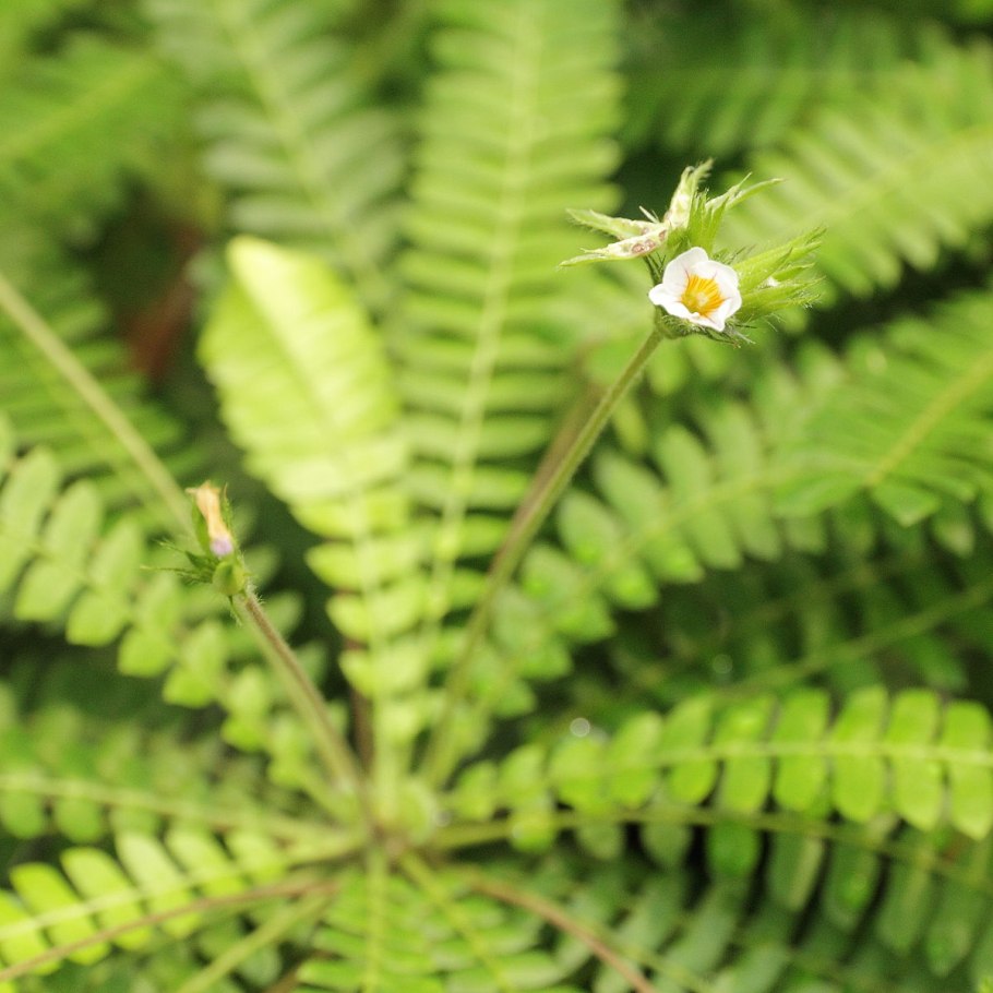 Биофитум чувствительный