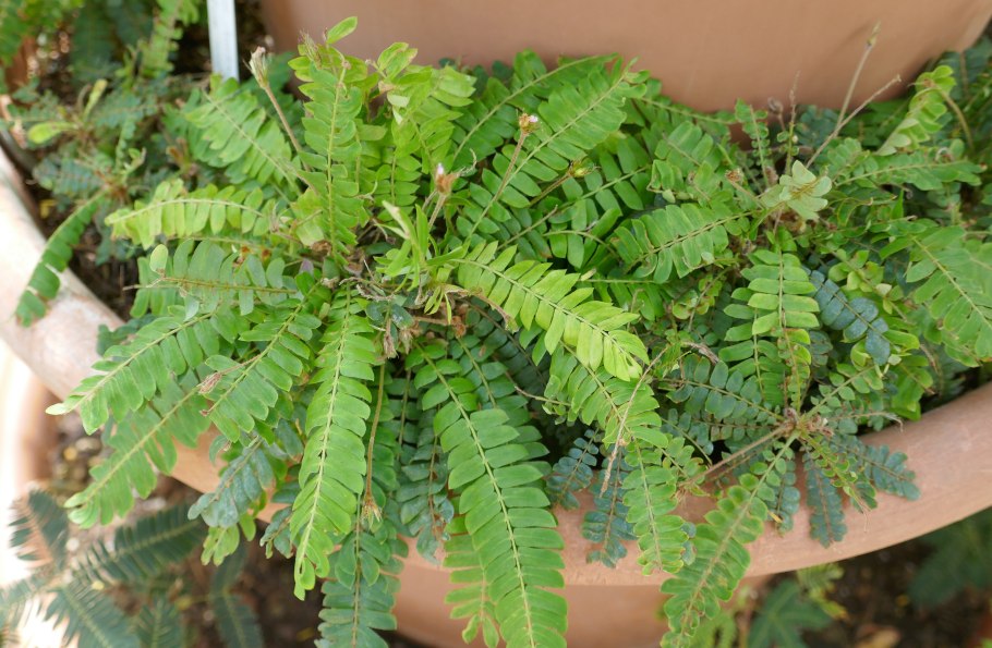 Биофитум чувствительный