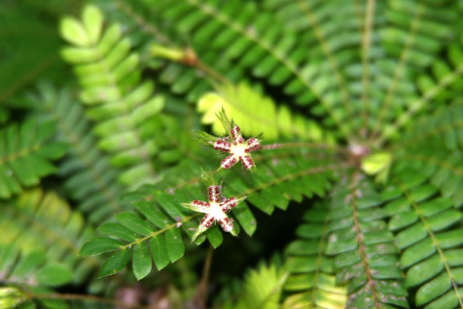 Биофитум сенситивиум