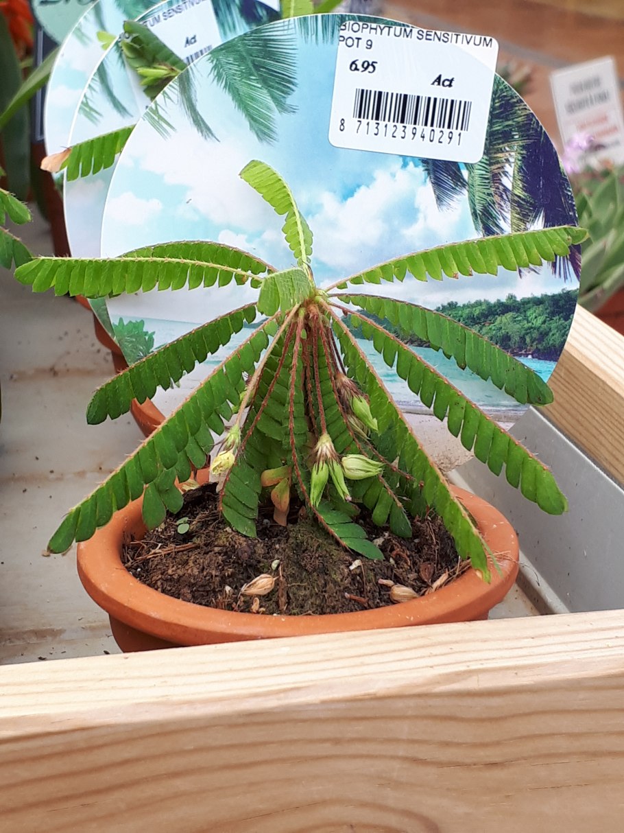 Биофитум сенситивум