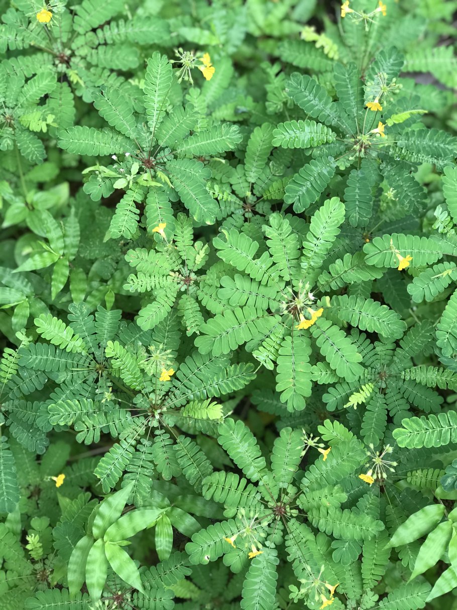 Biophytum sensitivum