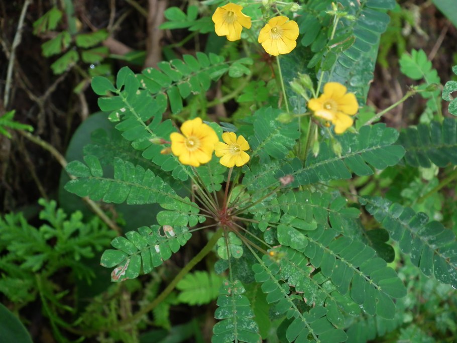 Биофитум чувствительный