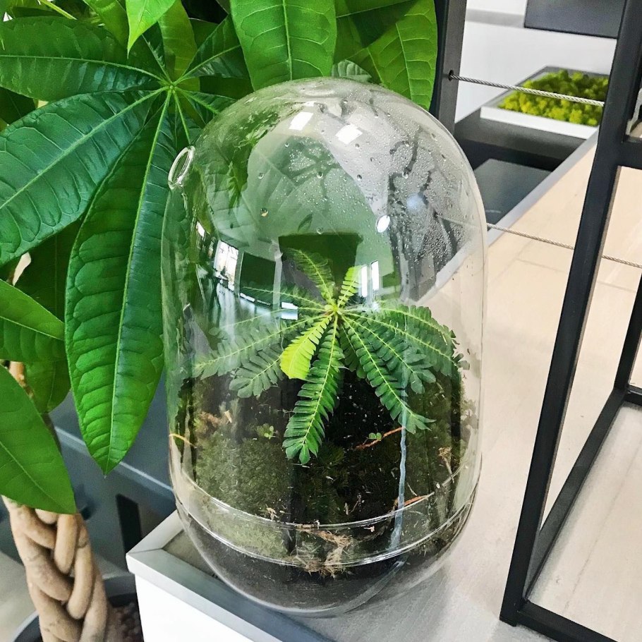 Биофитум чувствительный