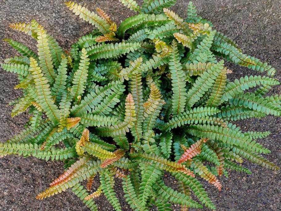 Блехнум blechnum penna marina