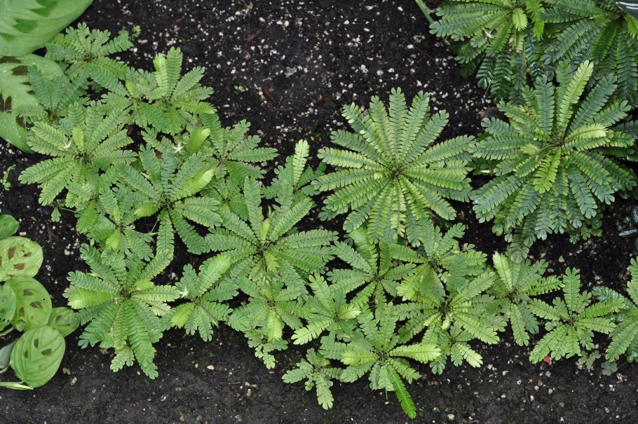 Биофитум чувствительный