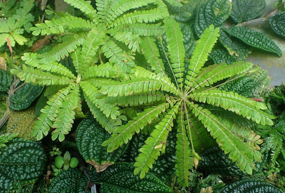 Биофитум чувствительный