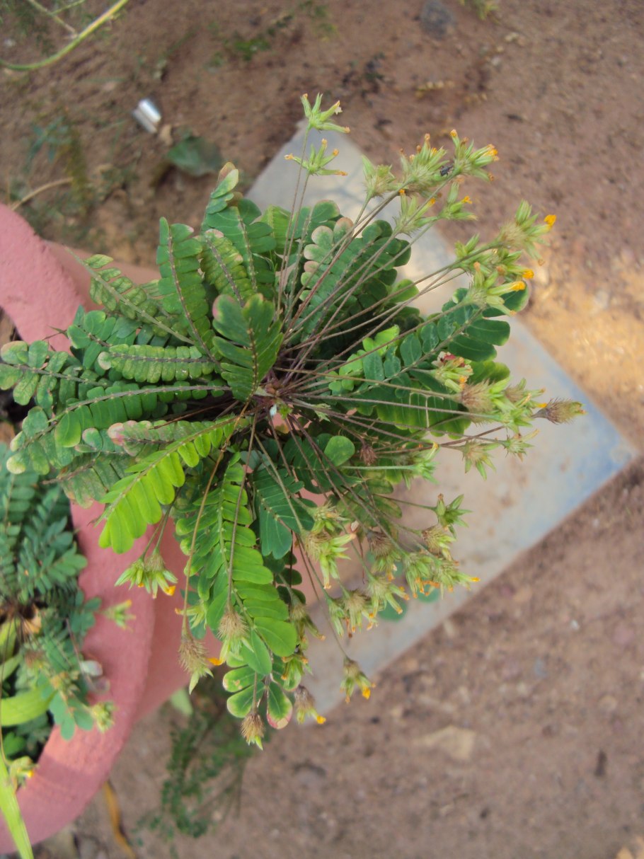 Биофитум сенситивум