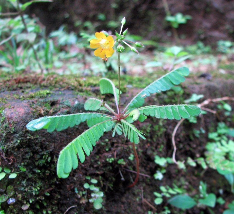 Biophytum reinwardtii