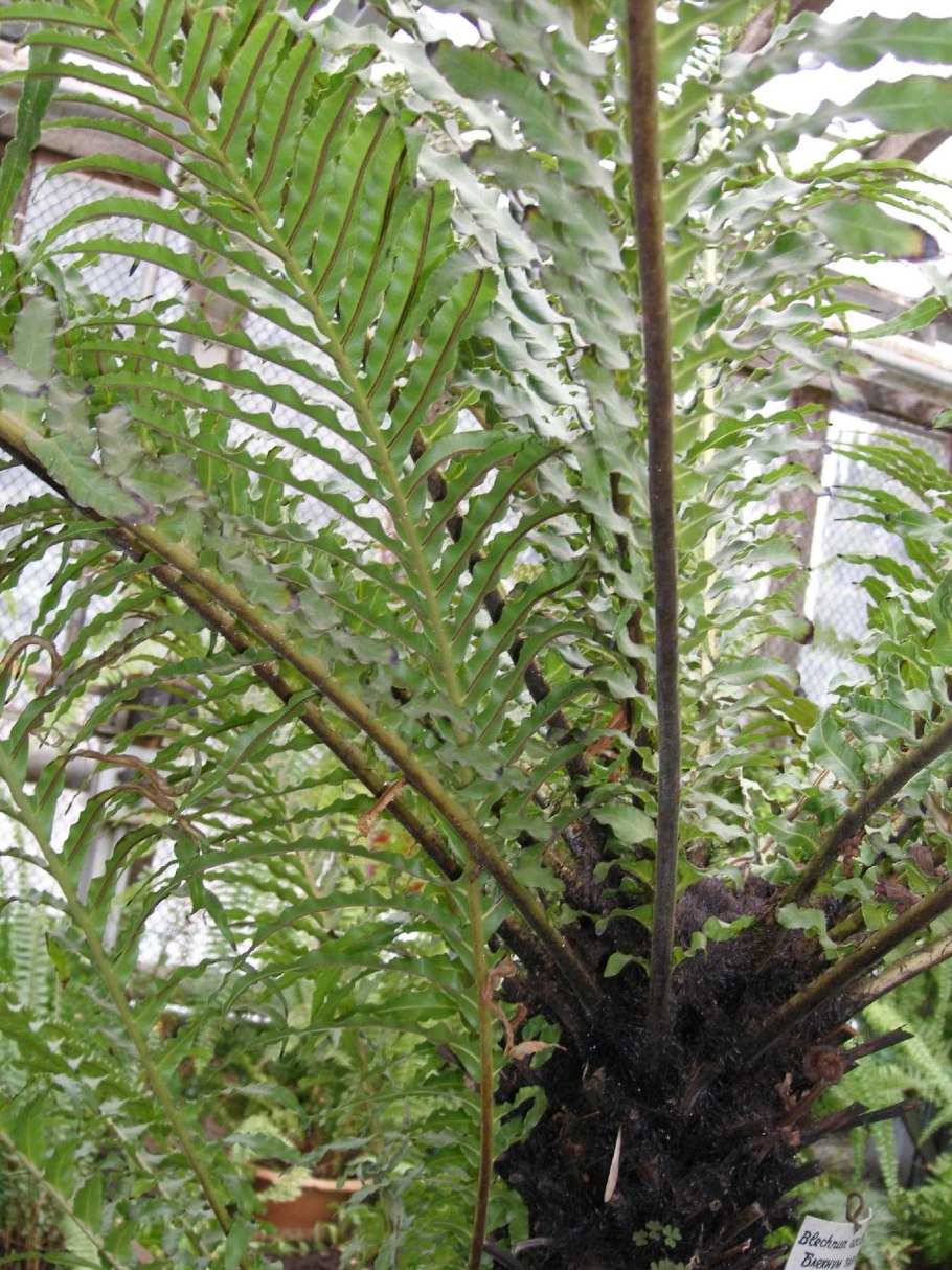 Биофитум чувствительный