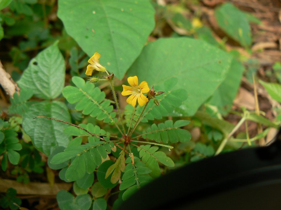 Биофитум растение