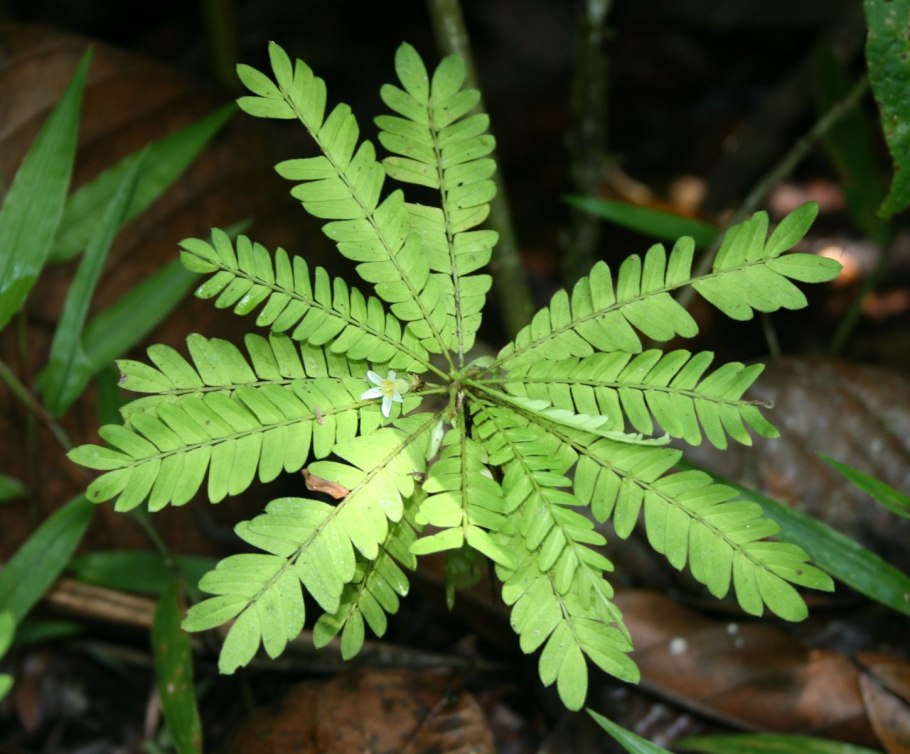 Дистиктис букцинатория растение