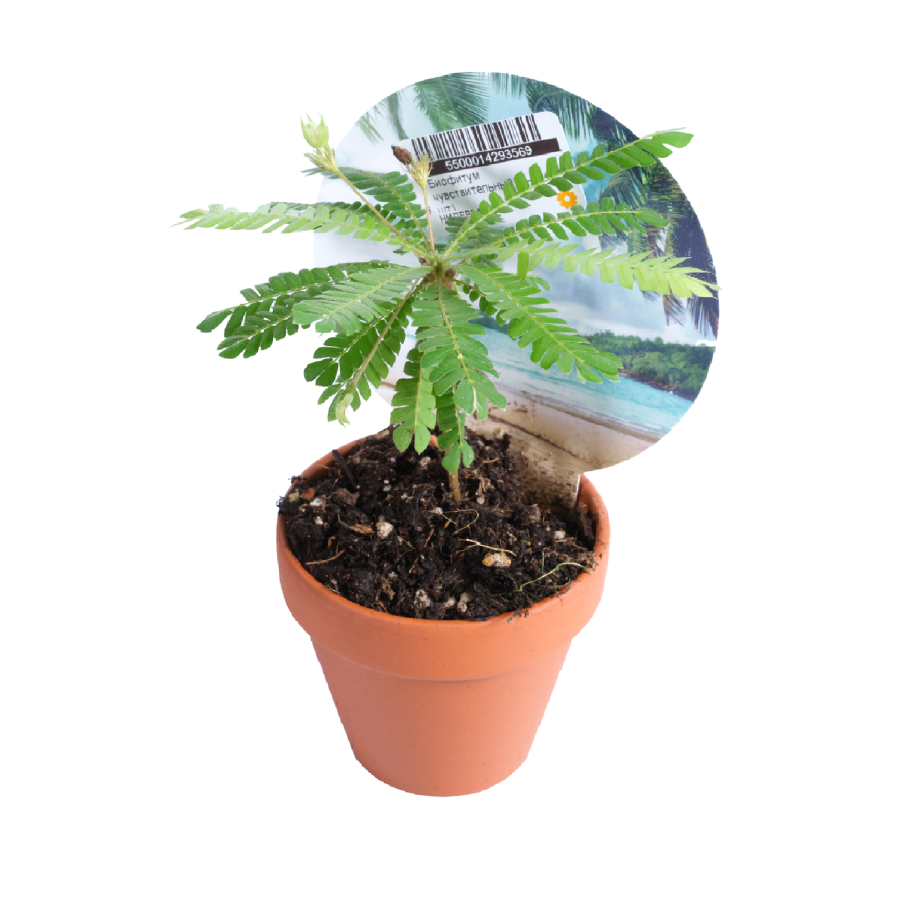 ЖЦ Биофитум чувствительный (d-9)