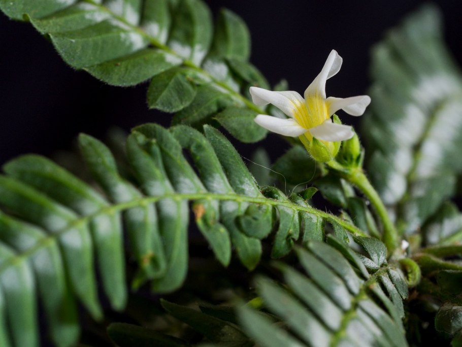 ЖЦ Биофитум чувствительный (d-9)