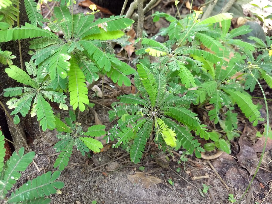 Биофитум сенситивиум