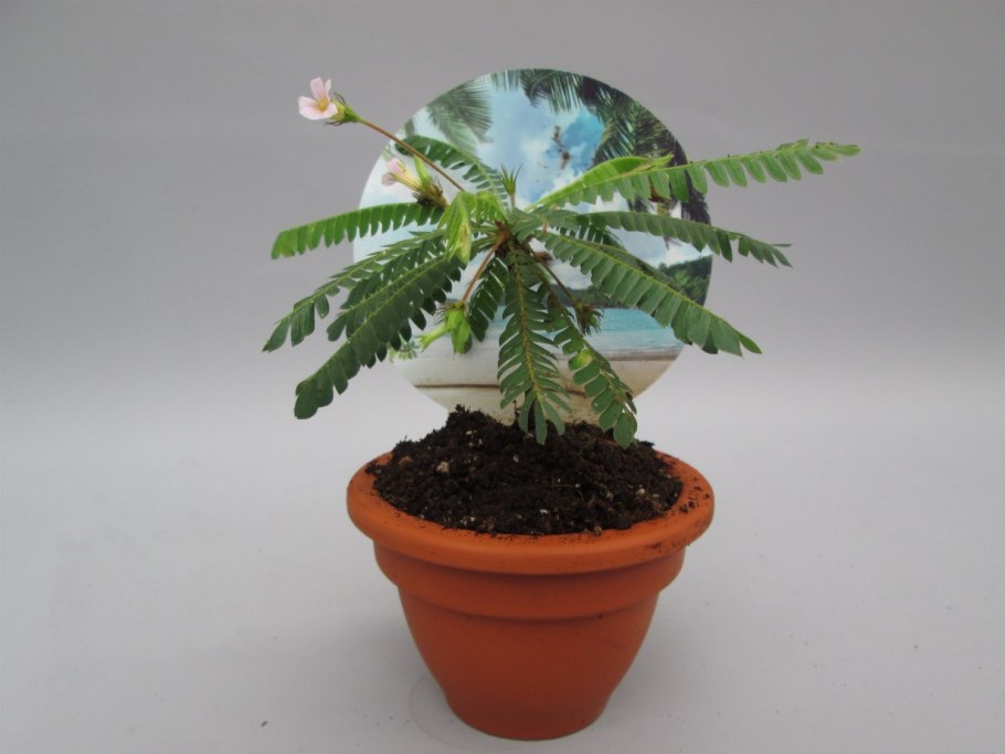 Biophytum sensitivum