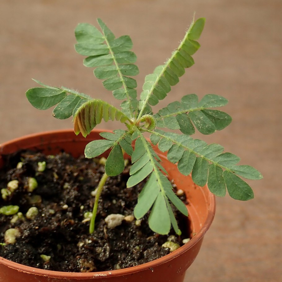 Биофитум вид сверху