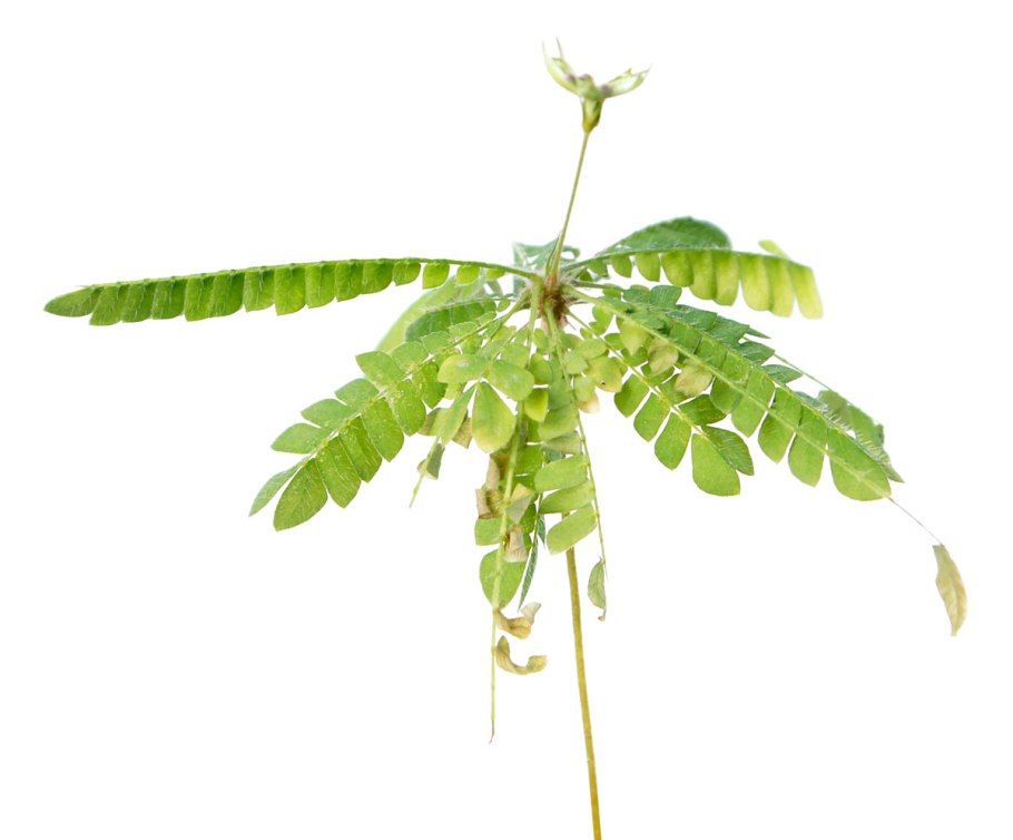 Биофитум чувствительный