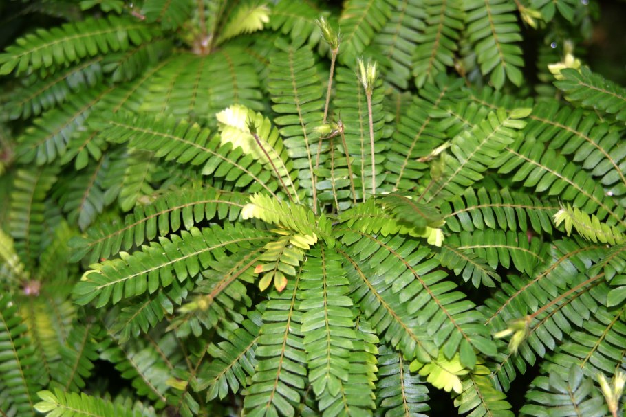 Биофитум чувствительный