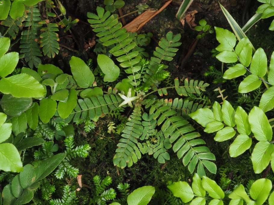 Биофитум сенситивум