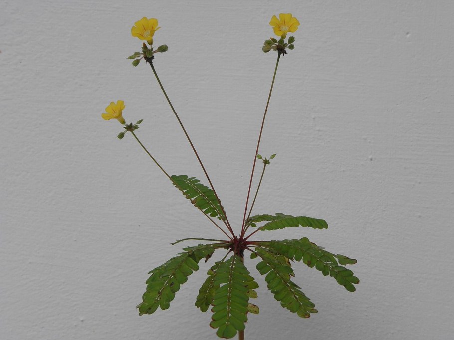 Биофитум чувствительный